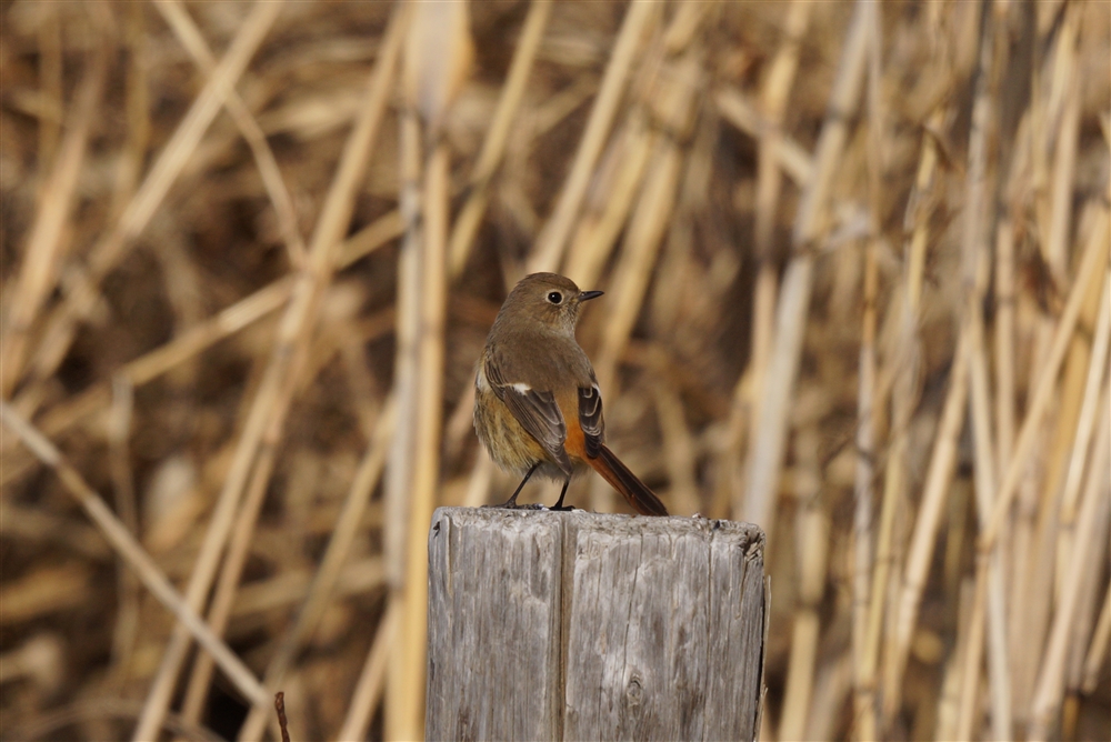 Daurian Redstart