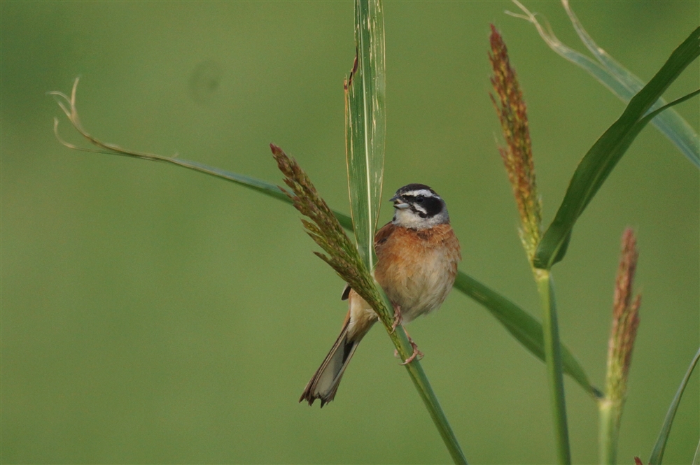 Siberian Meadow Bunting