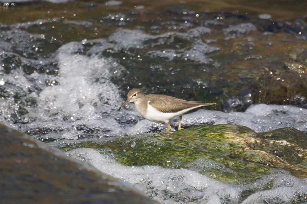 Common Sandpiper