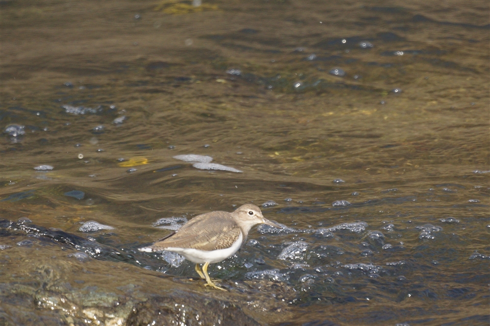 Common Sandpiper