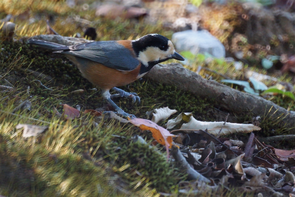 Varied Tit