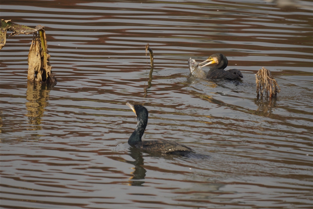 Common Cormorant