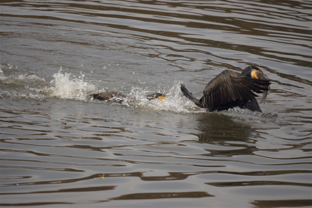 Common Cormorant