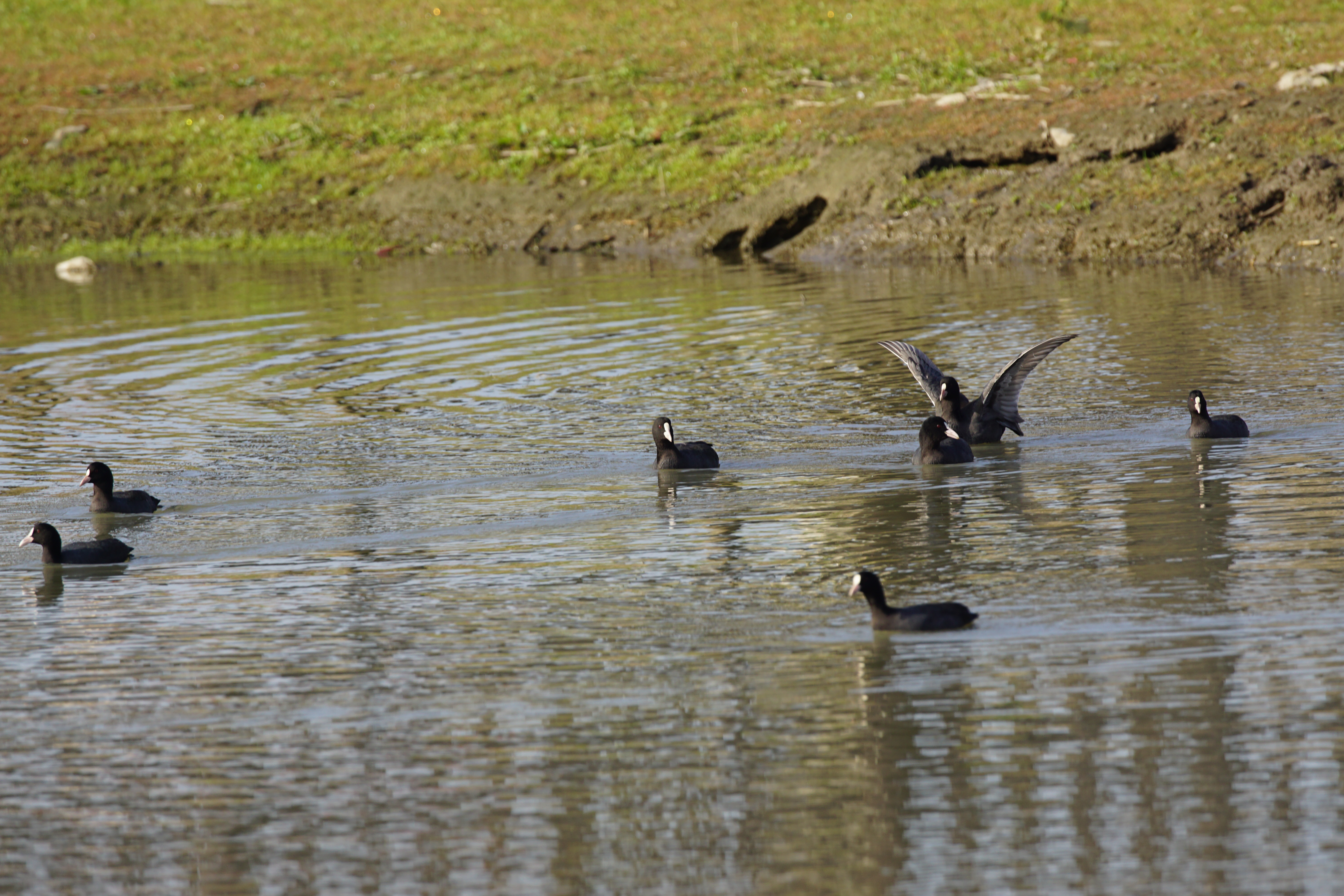 Common Cormorant