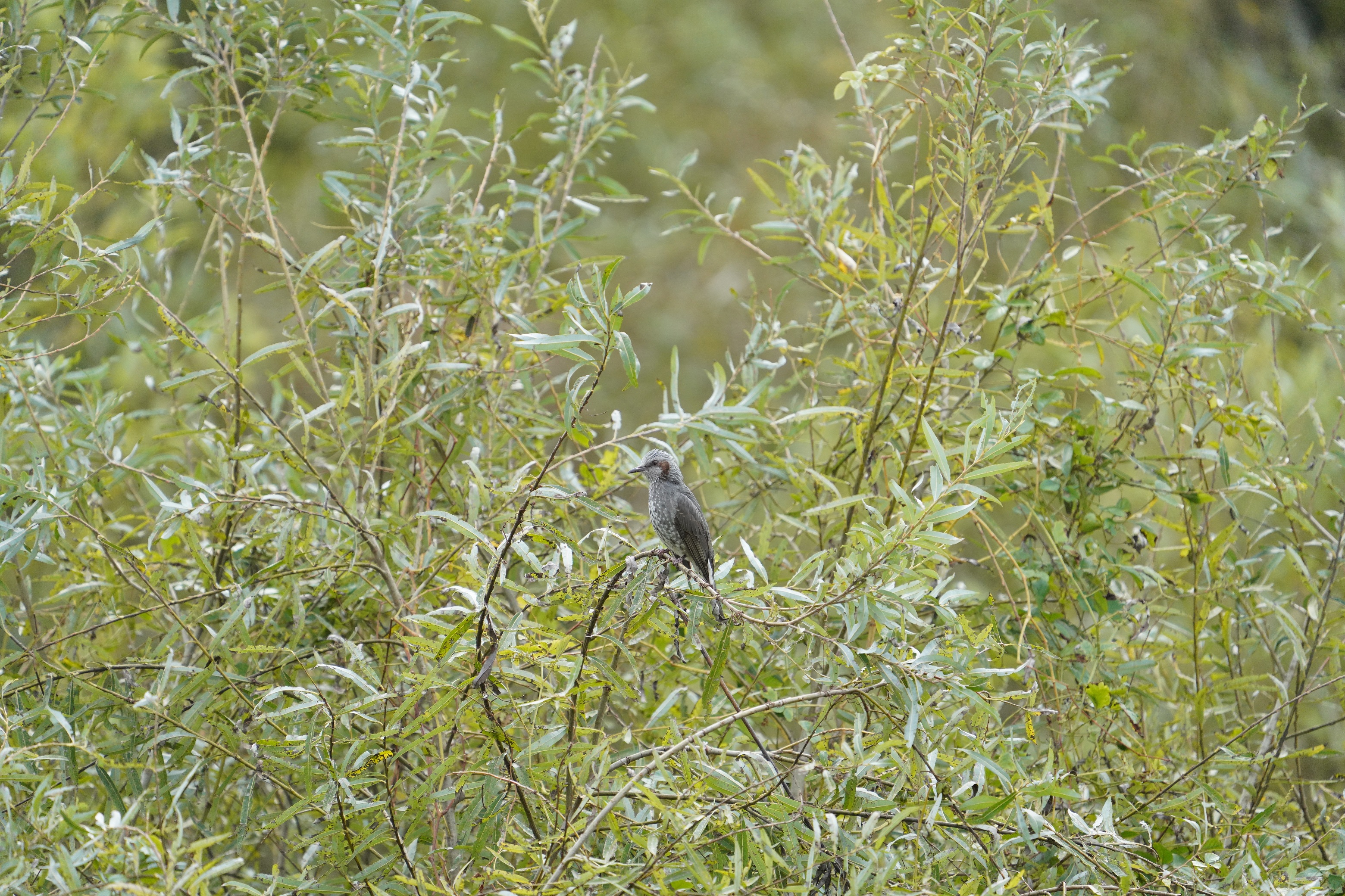 qh,Brown-eared Bulbul