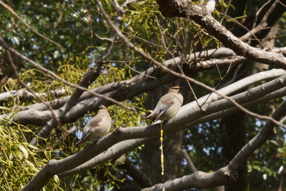 Japnese Waxwing