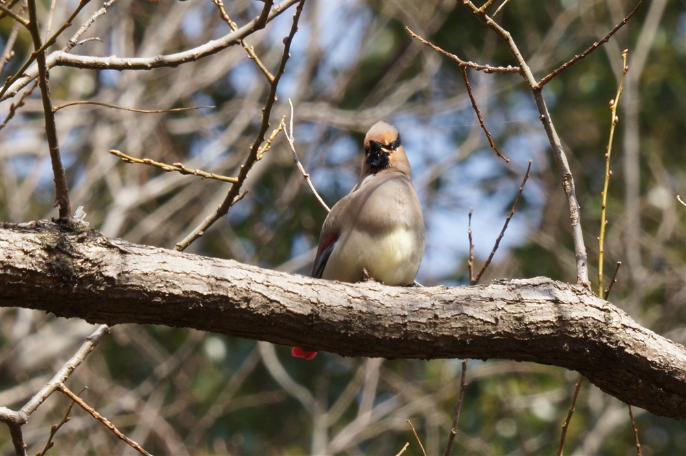 Japnese Waxwing