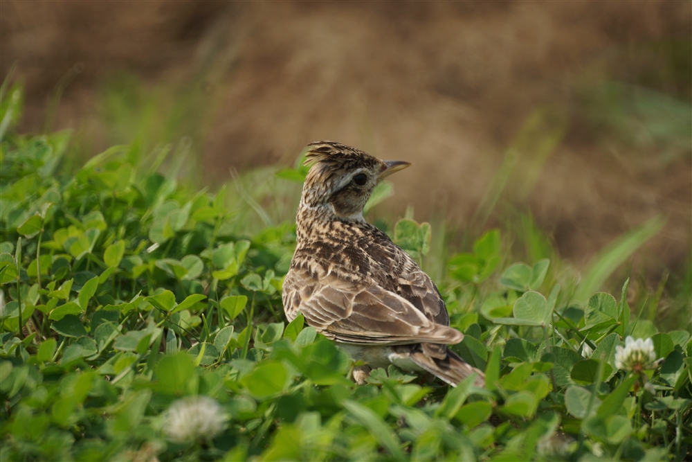 Skylark