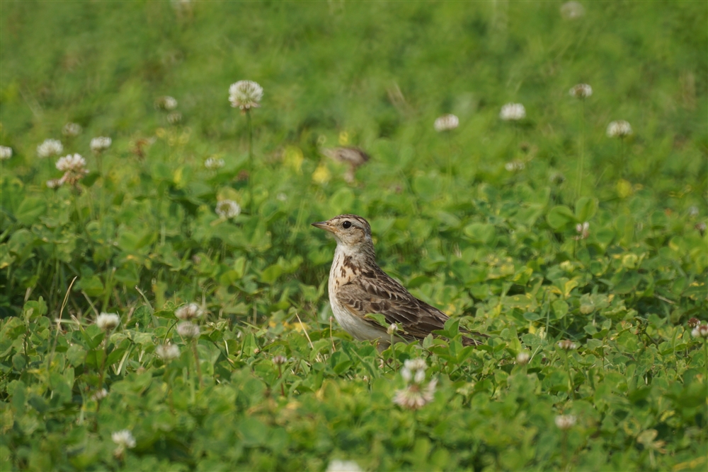 Skylark