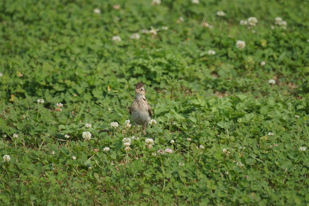 Skylark