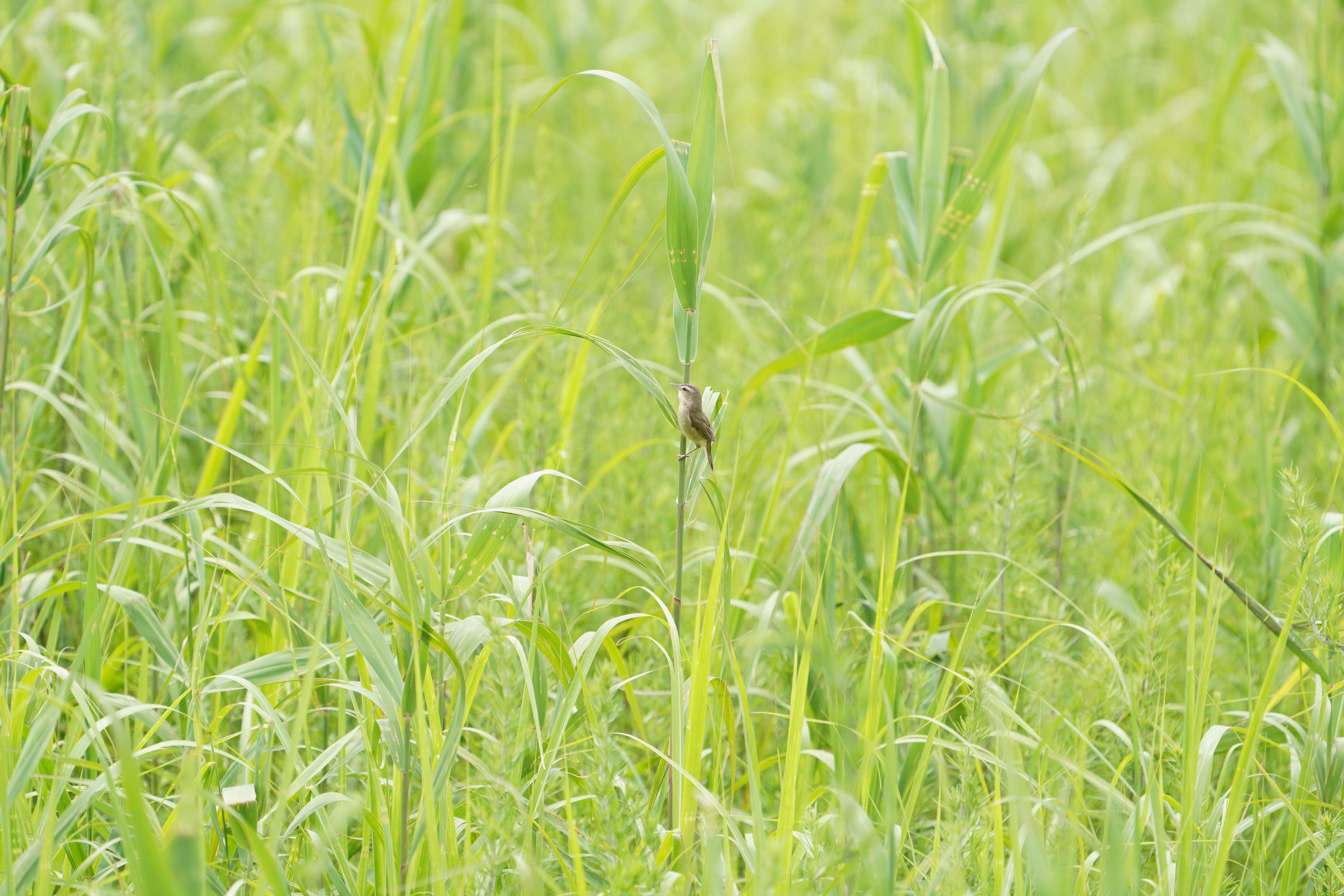 Fan-tailed Warbler