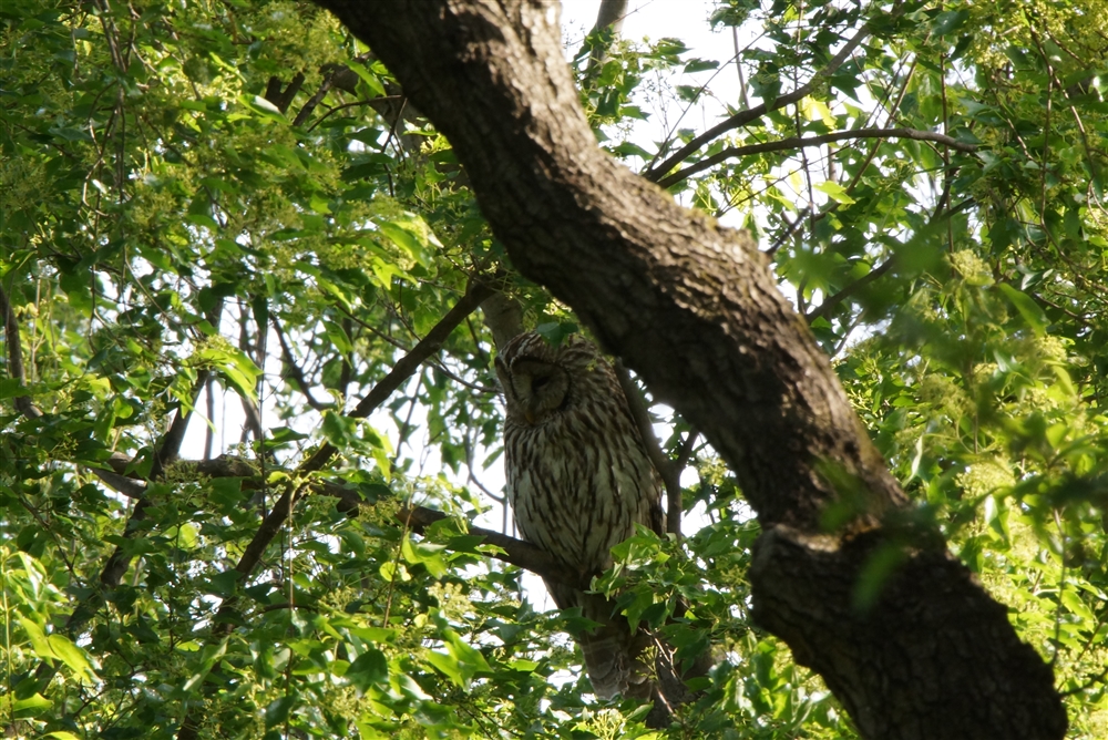 Ural Owl