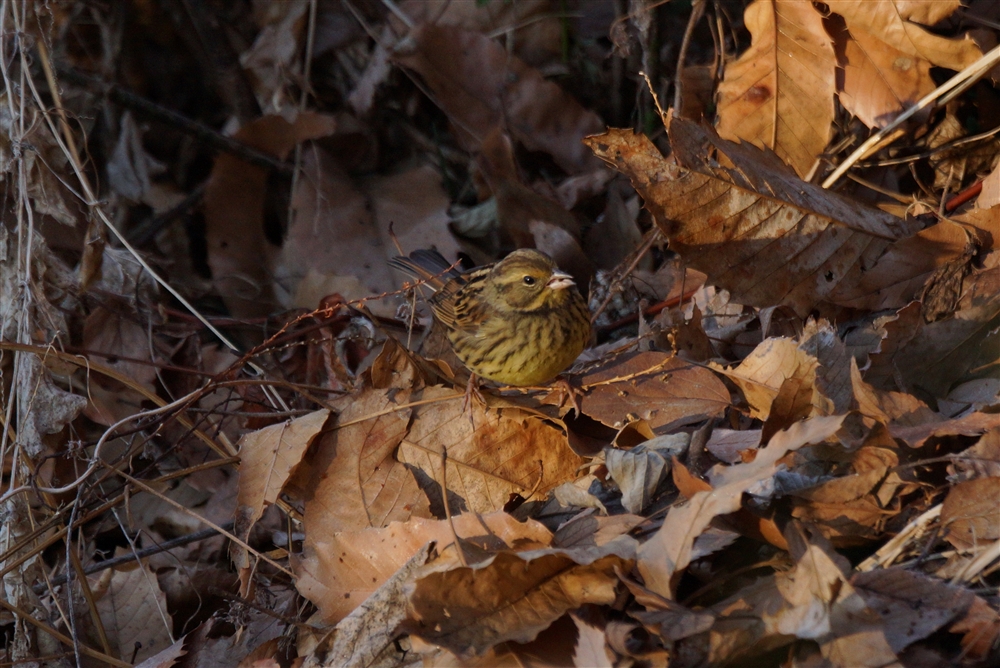 black-faced bunting