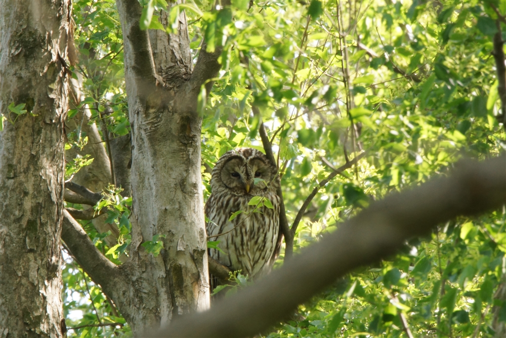 Ural Owl