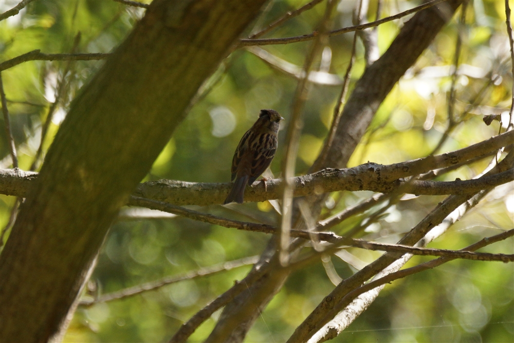 Japanese Grey Bunting