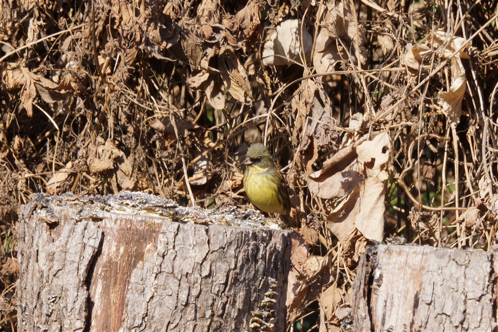 black-faced bunting