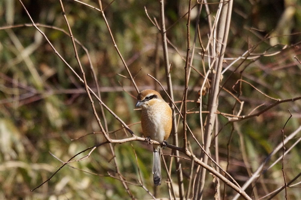 Bull-headed Shrike