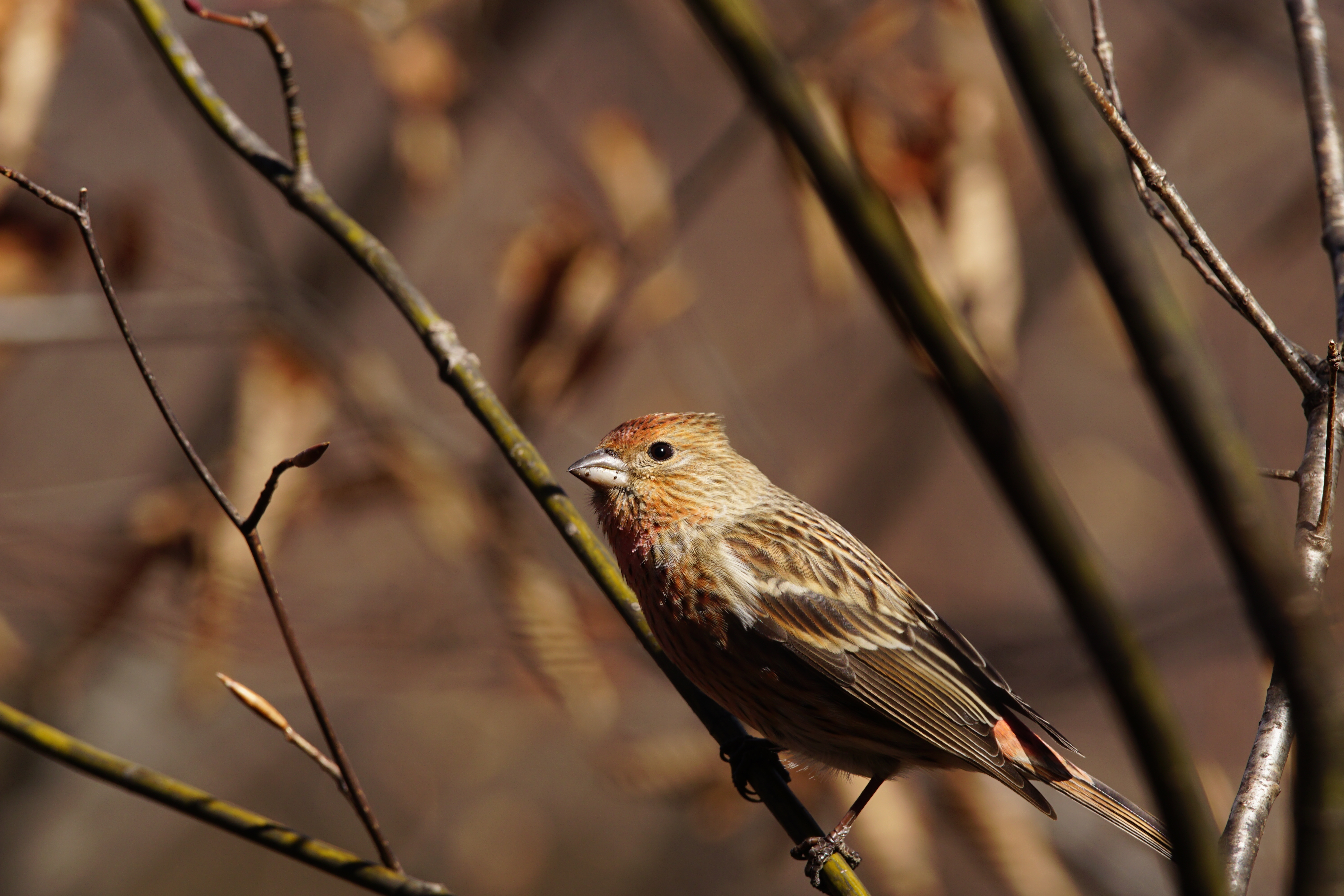 II}VR,Pallas's Rosefinch