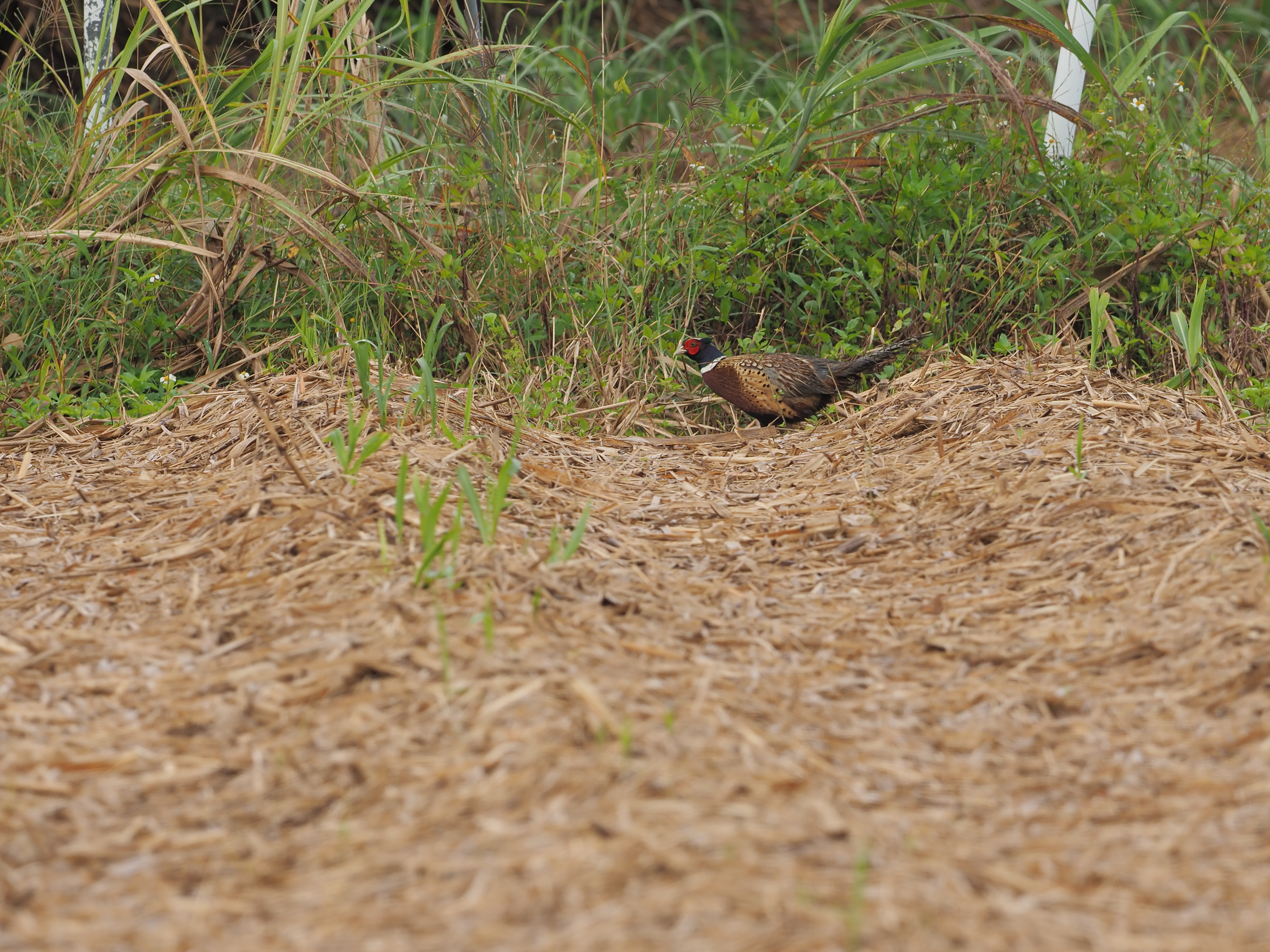 RECLW,Ring-necked Pheasant