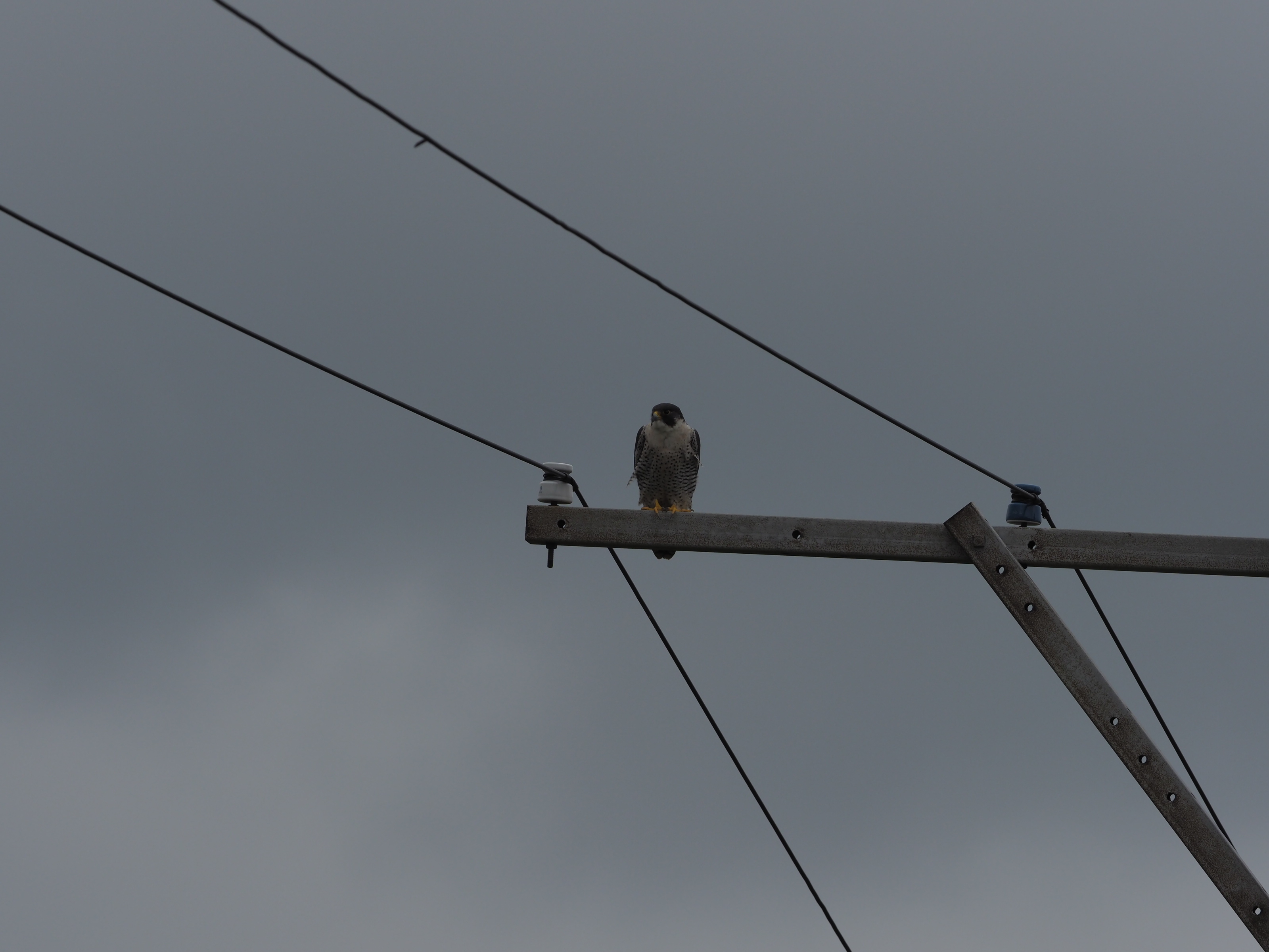 nuT,Peregrine Falcon