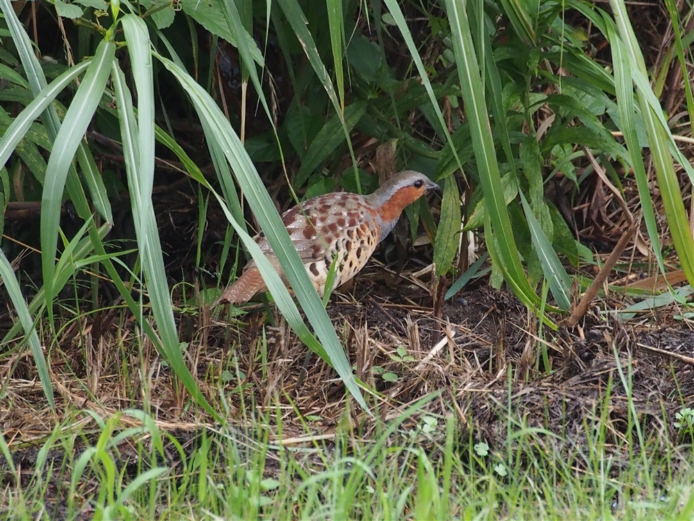 Chinese Bamboo Partridge