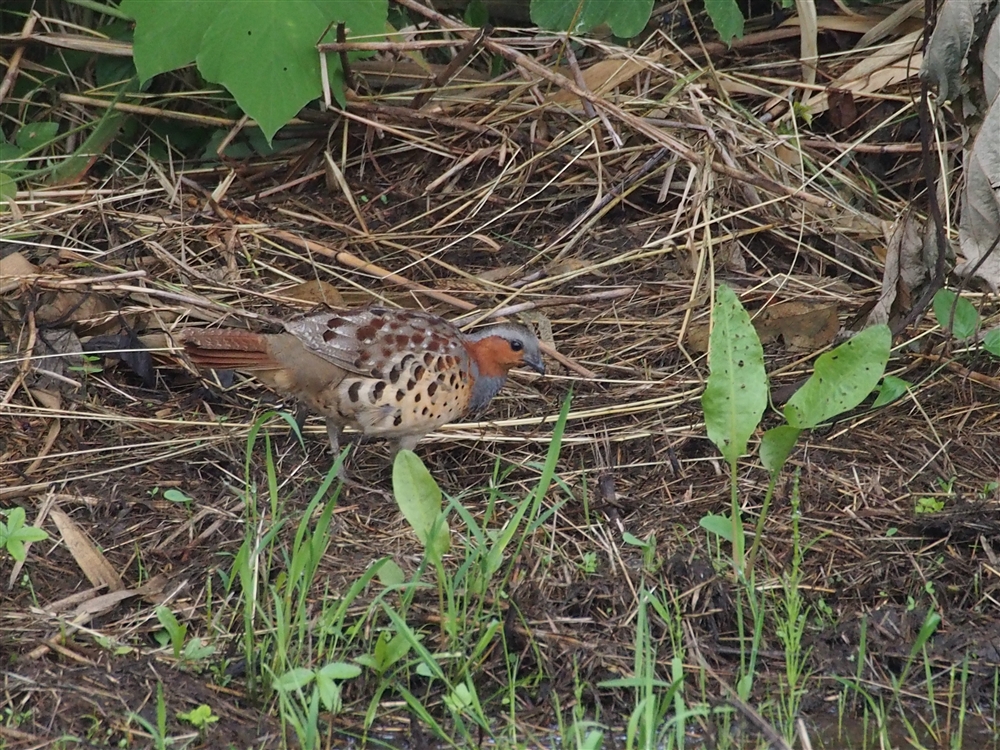 Chinese Bamboo Partridge