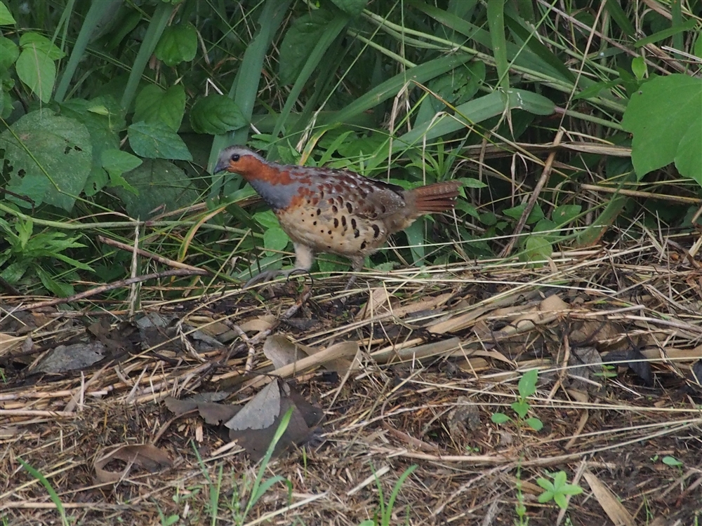 Chinese Bamboo Partridge