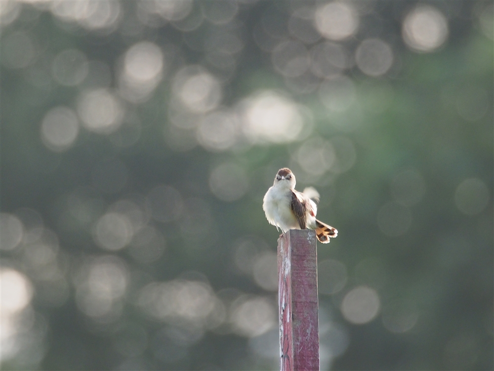 Fan-tailed Warbler