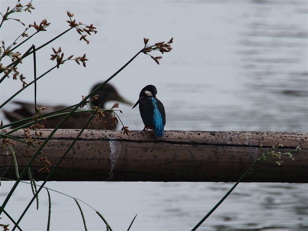 Common Kingfisher