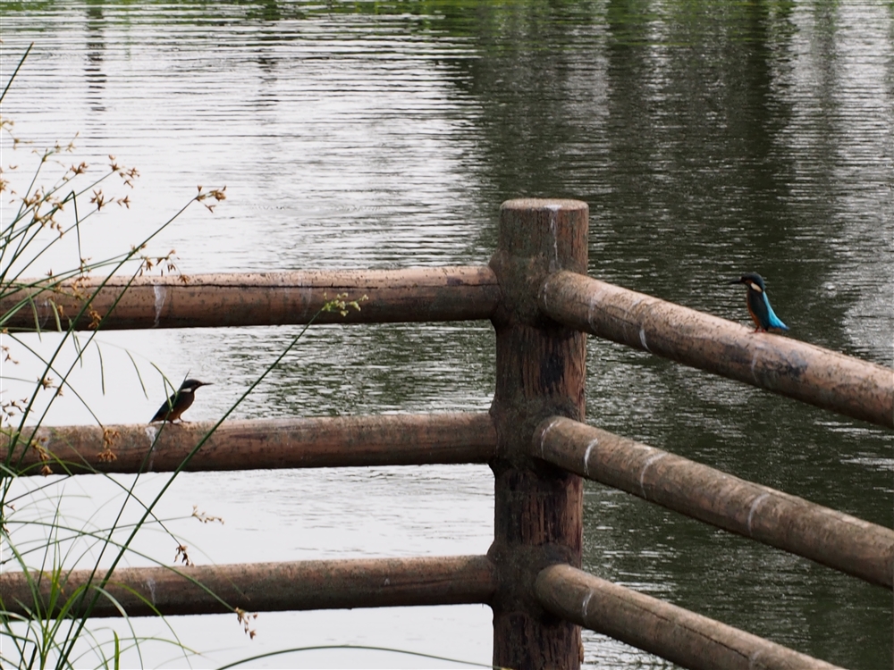 Common Kingfisher