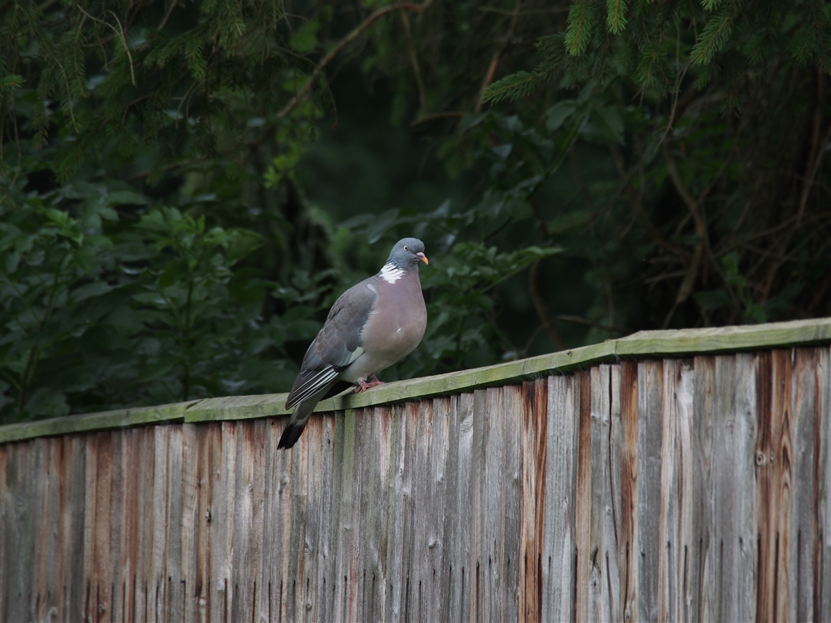 Woodpigeon