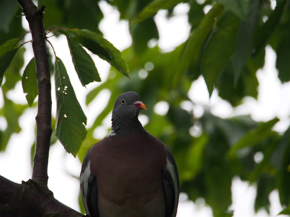 Woodpigeon