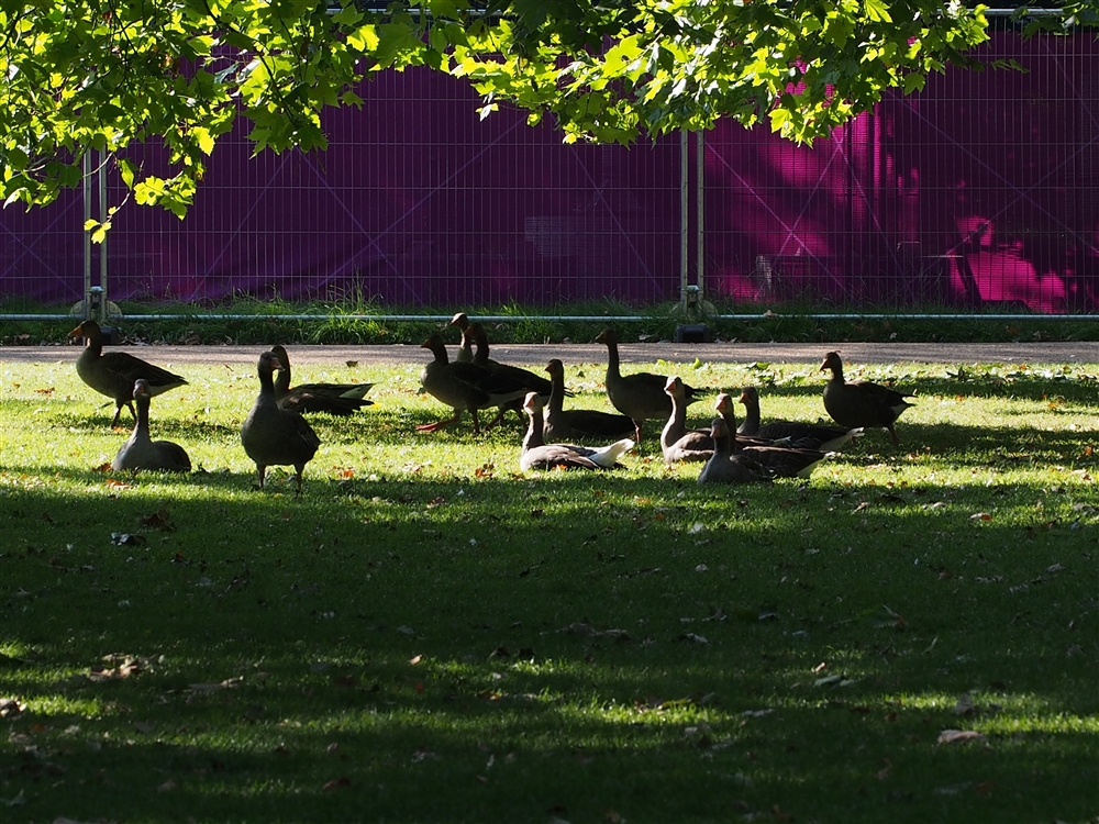 Greylag Goose