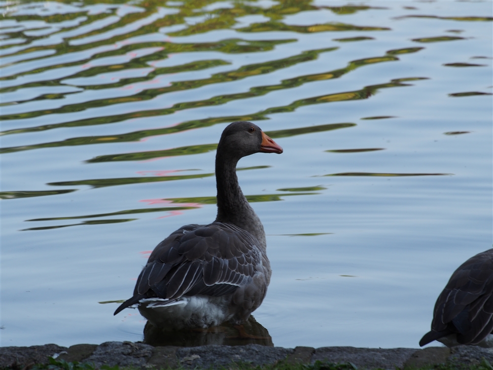 Greylag Goose