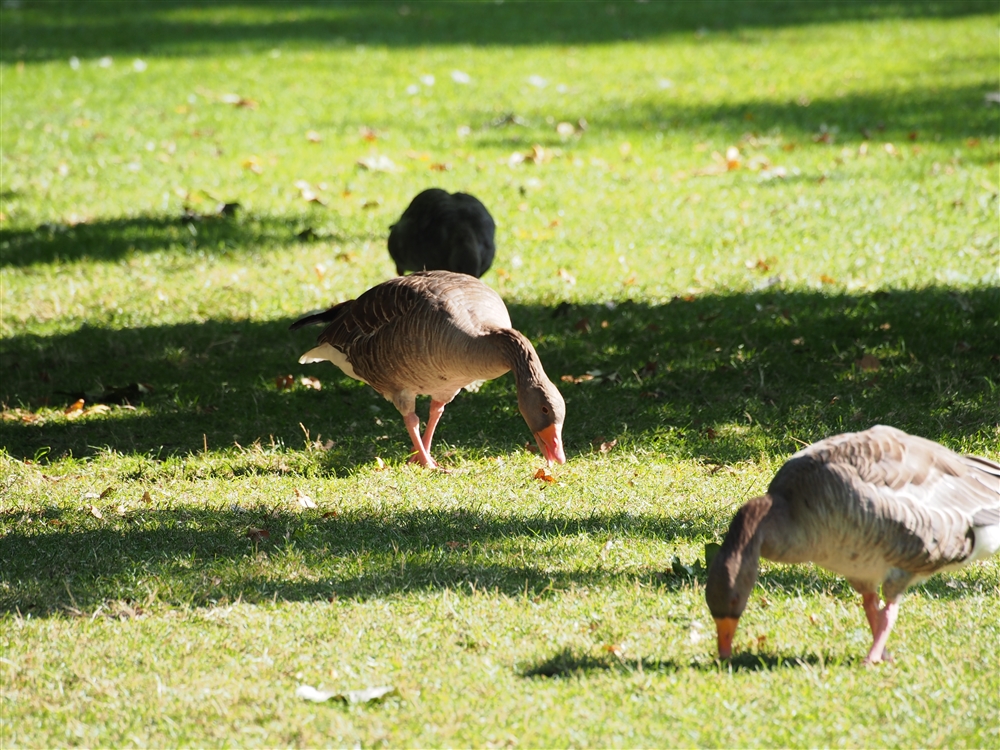 Greylag Goose