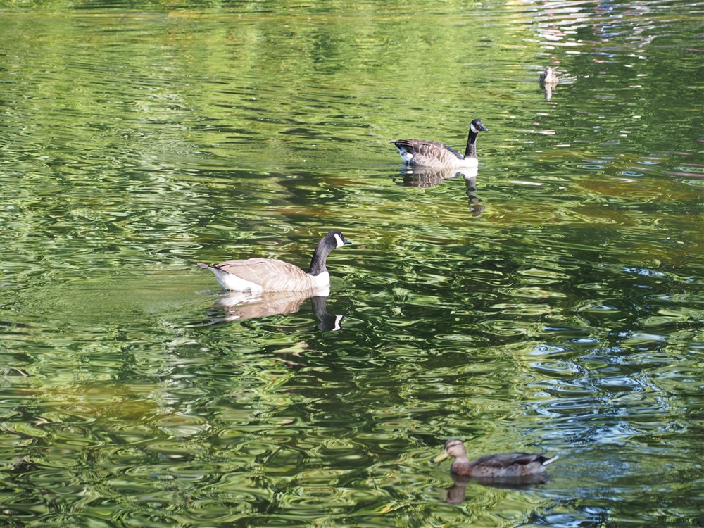 Canada Goose