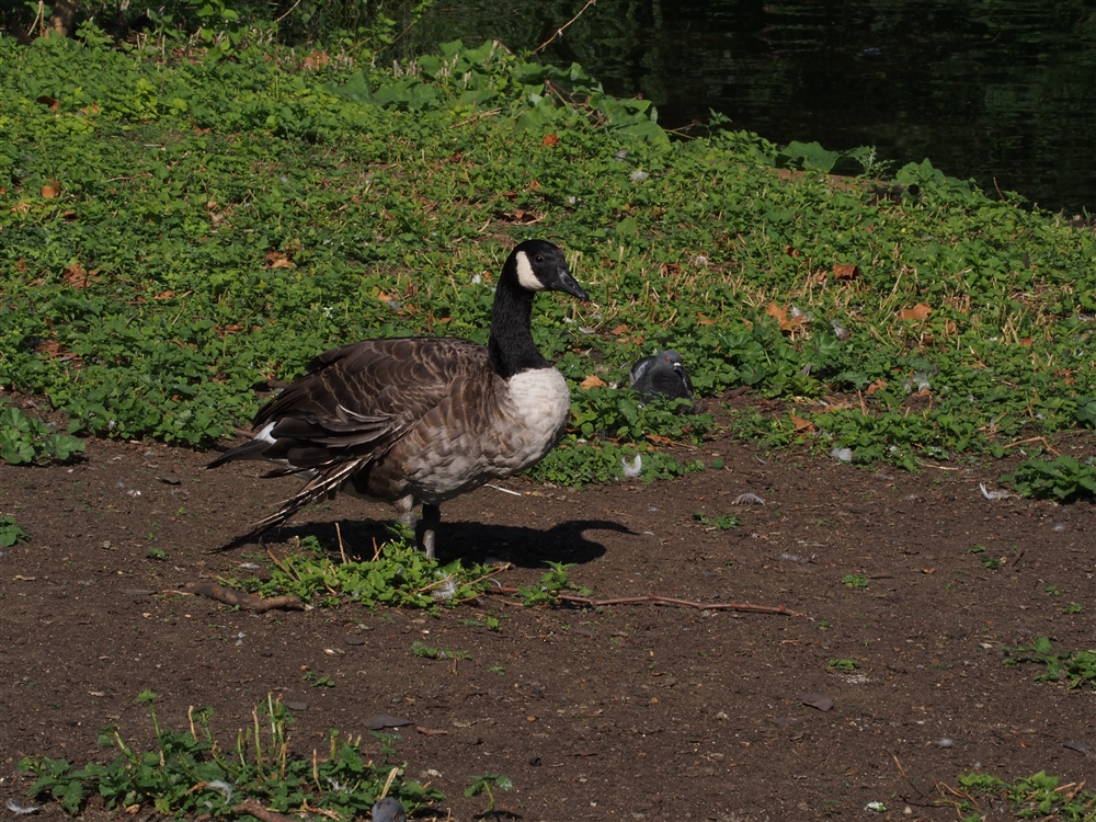 Canada Goose