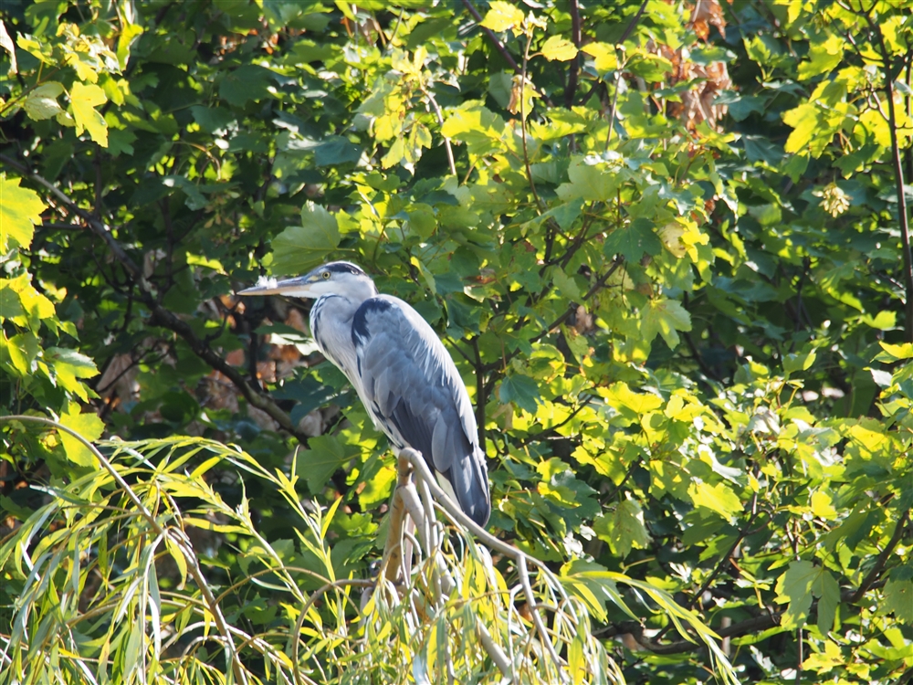 Grey Heron