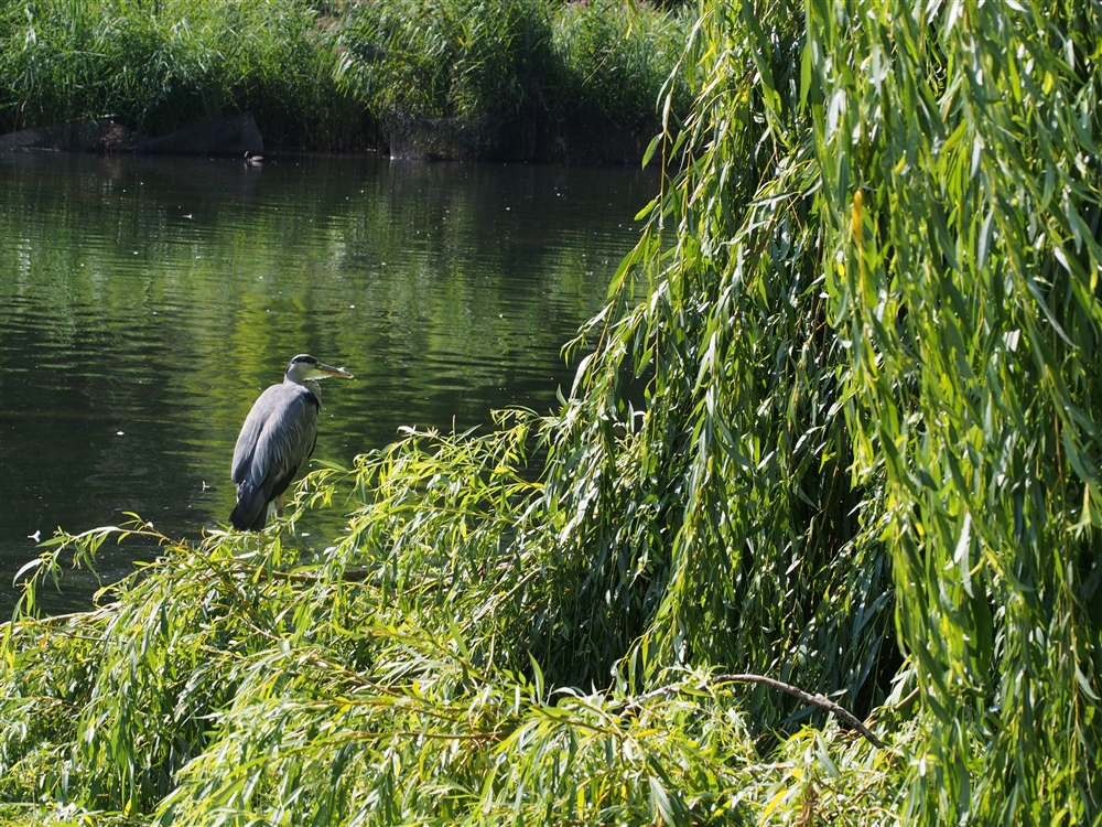 Grey Heron