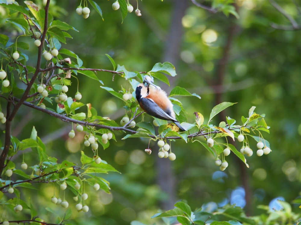 Varied Tit