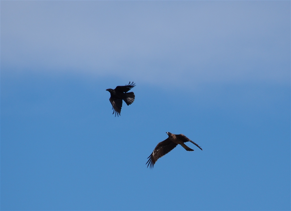 Black Kite