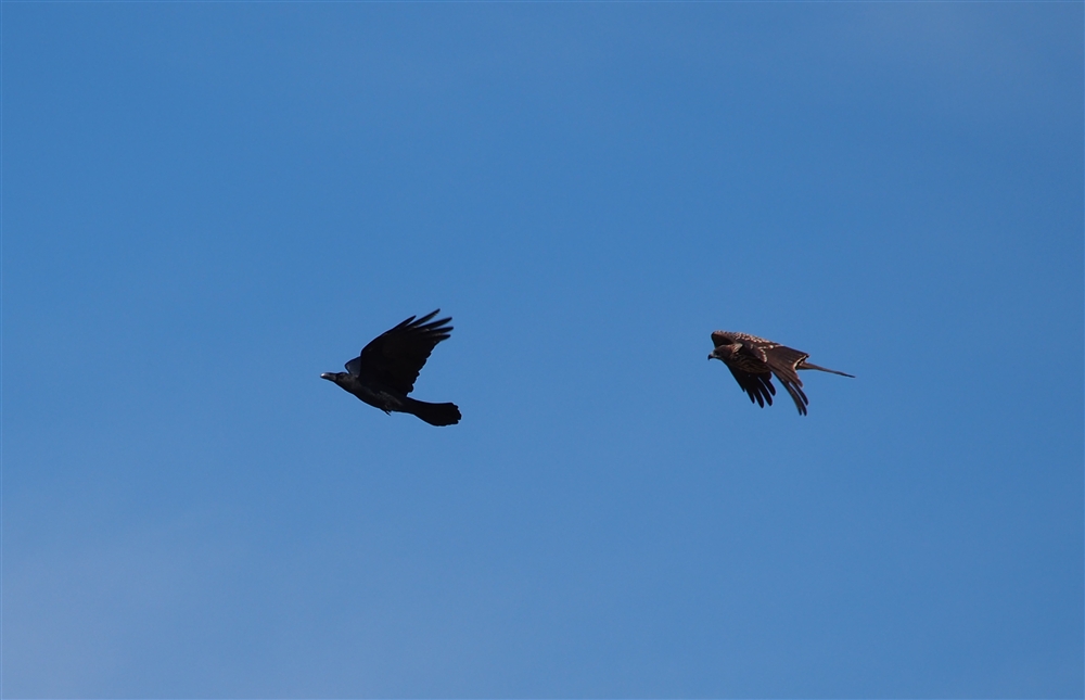 Black Kite