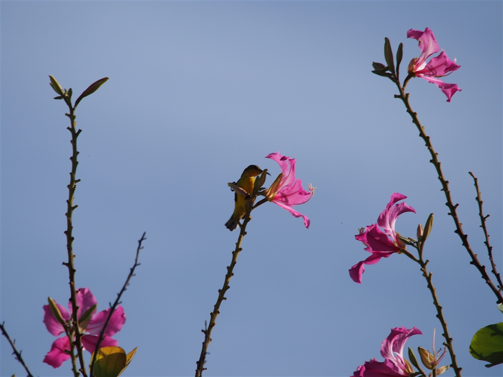 Olive-backed Sunbird