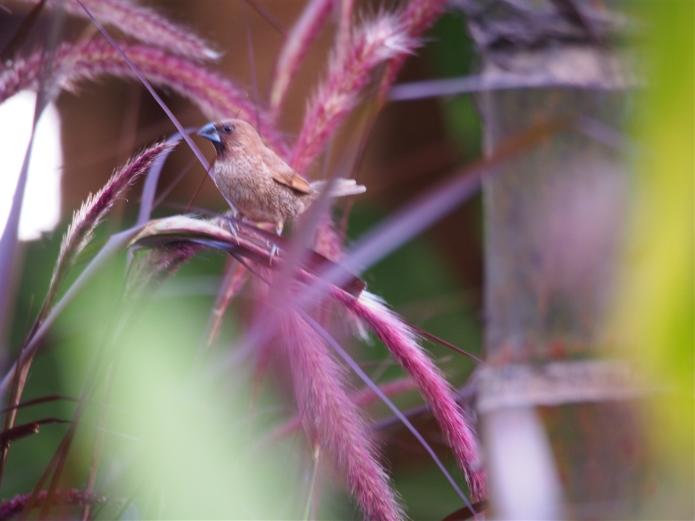 Scaly-breasted Munia