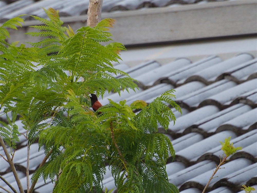 Chestnut Munia