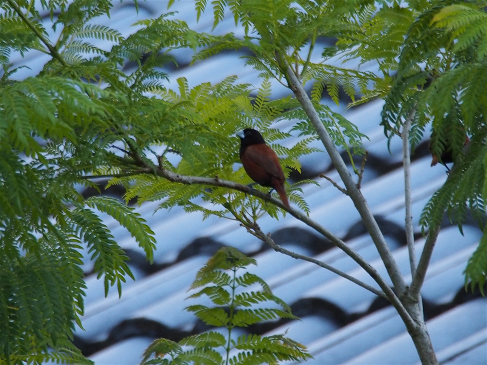 Chestnut Munia