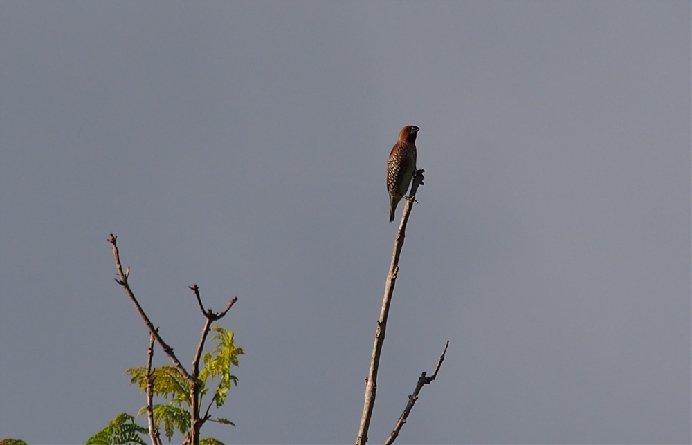 Scaly-breasted Munia