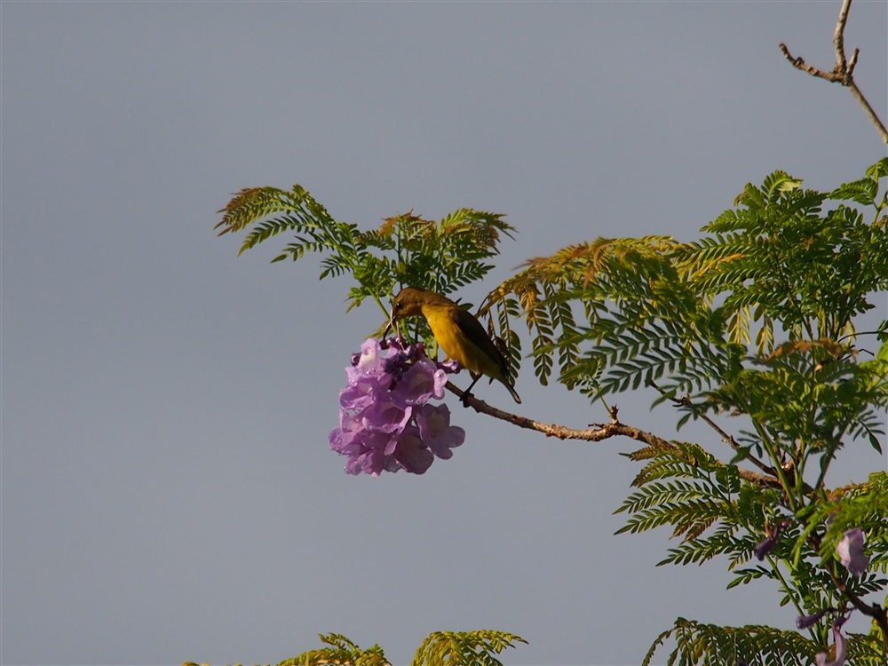 Olive-backed Sunbird