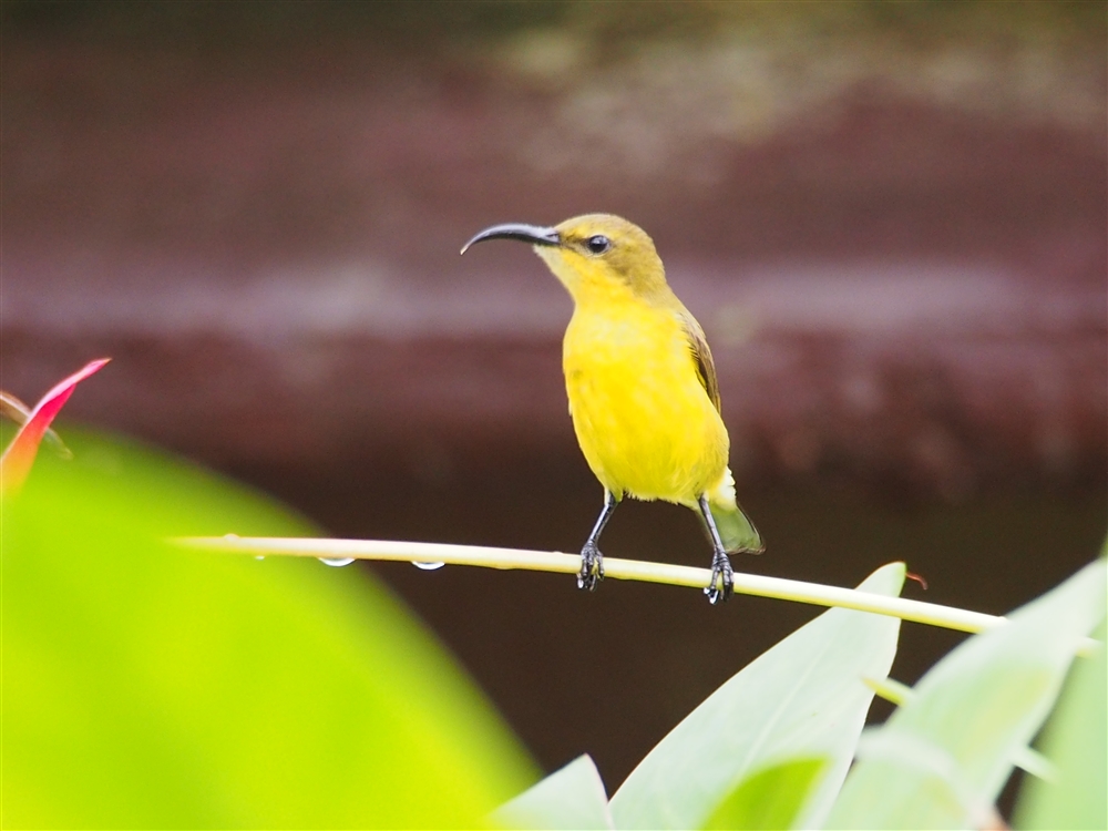 Olive-backed Sunbird