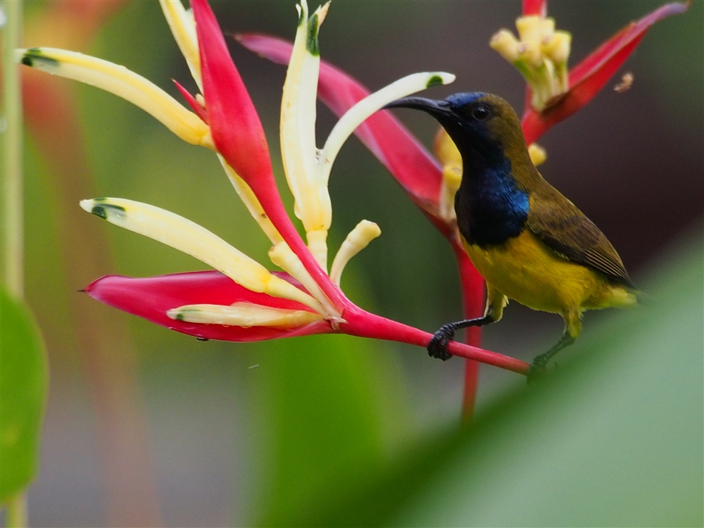 Olive-backed Sunbird